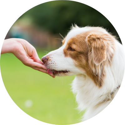 Beri NexGard SPECTRA kepada Anjing Anda