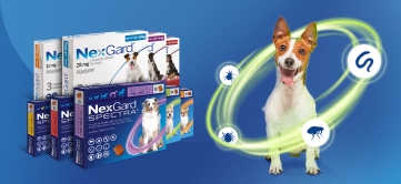 Cara Merawat Bulu Anjing