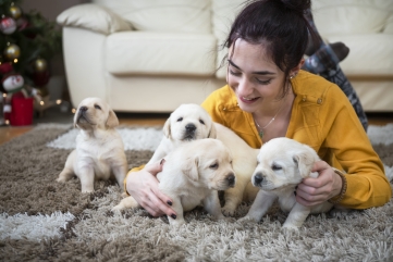 Nexgard Spectra, Cara Menghilangkan Kutu Anjing