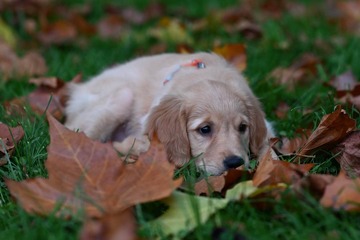 jenis-jenis kutu anjing