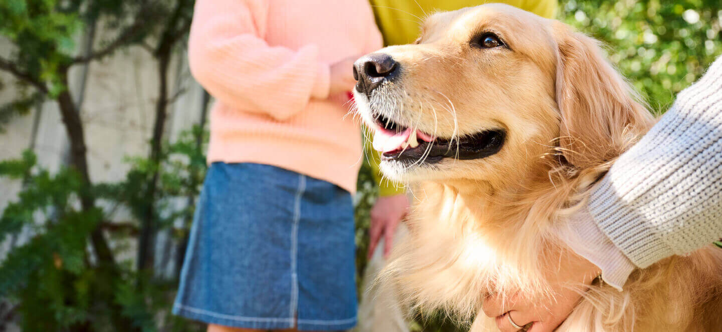 nexgard product banner desktop 2025