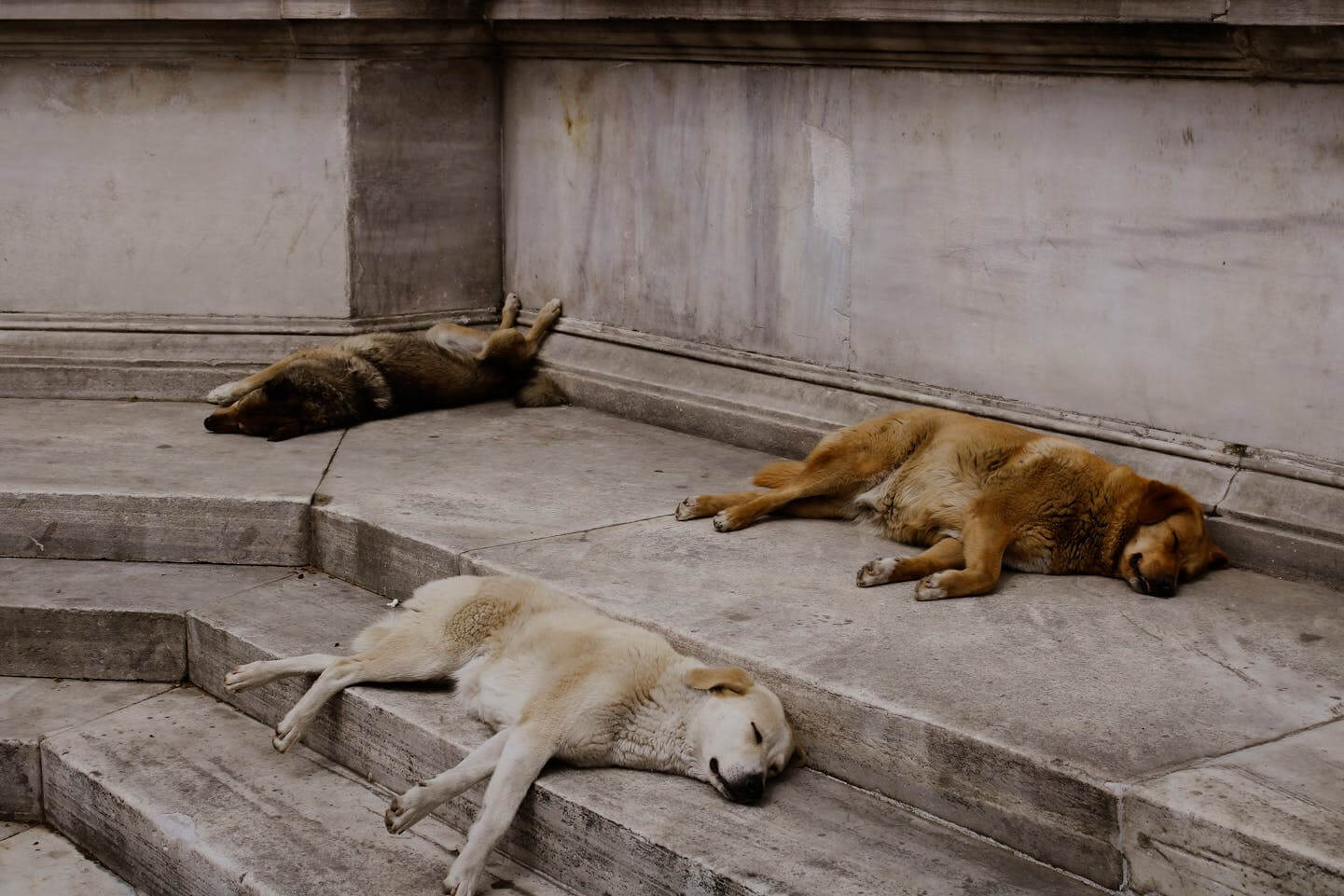 posisi tidur anjing