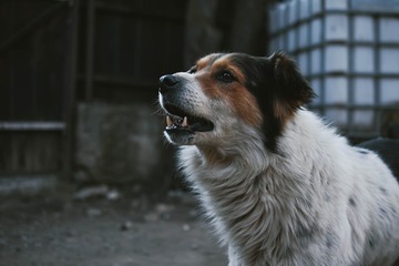 mengenal suara anjing dan jenisnya