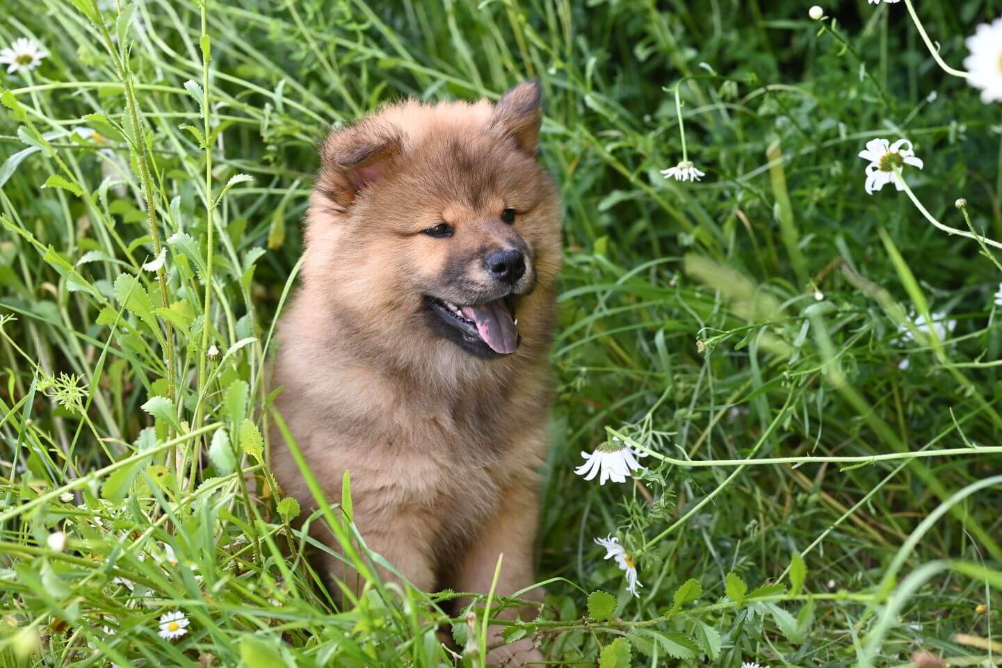 Anjing Chow-Chow