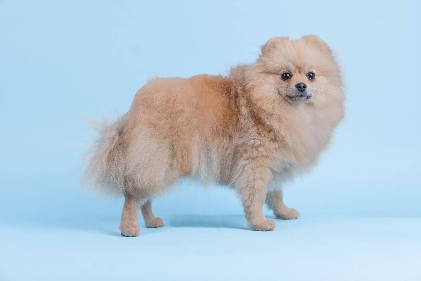 anjing pomeranian