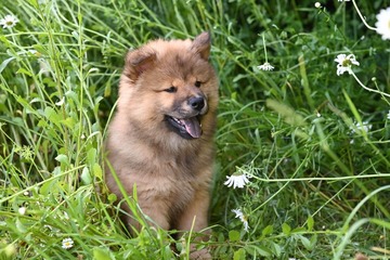 karakteristik anjing chow chow