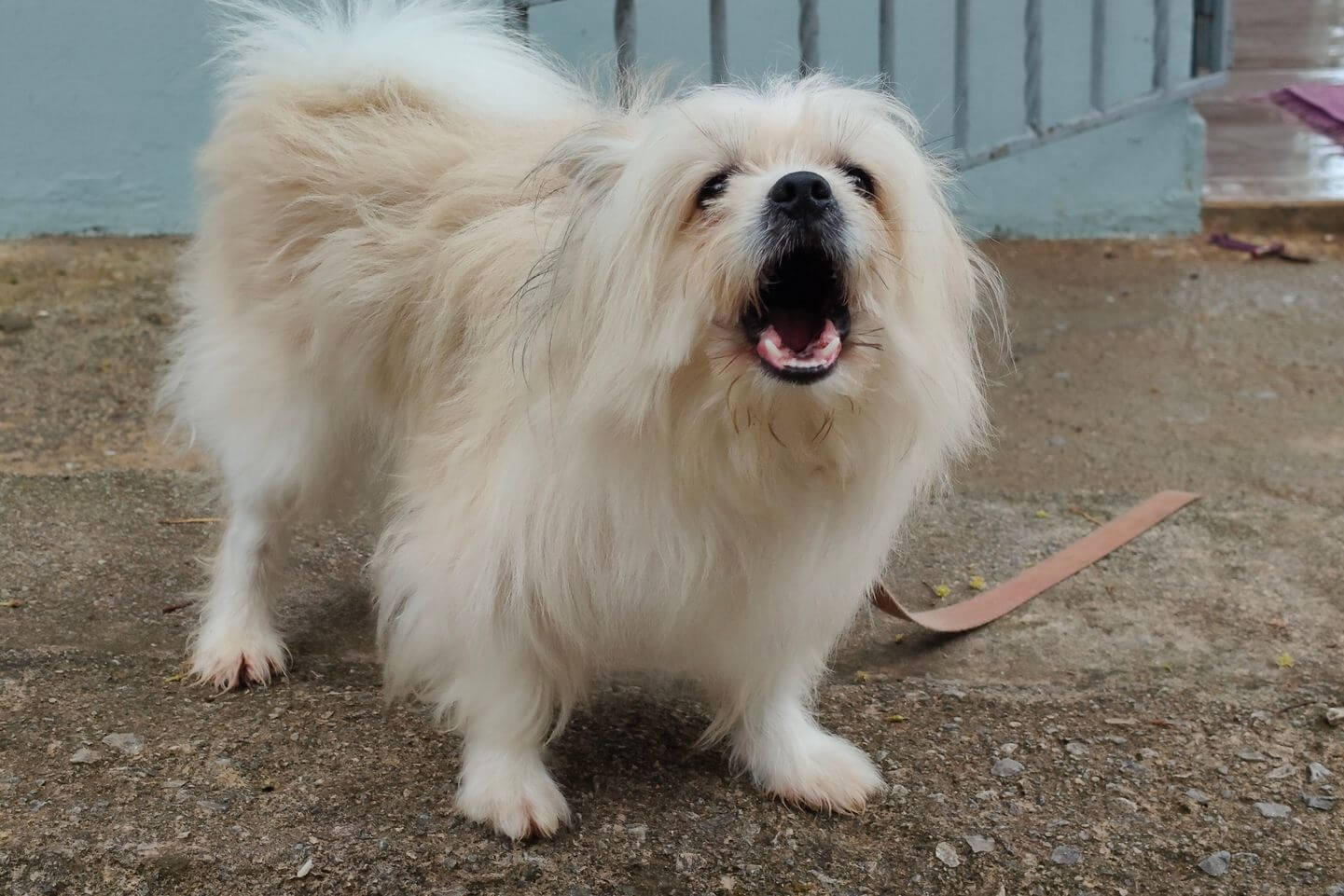 suara anjing menggonggong