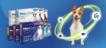 Cara Merawat Bulu Anjing