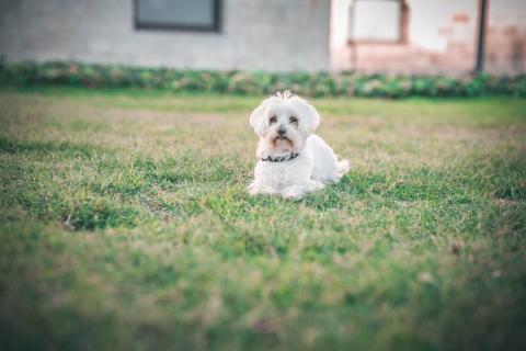 anjing maltese