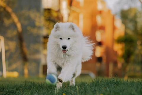 anjing samoyed