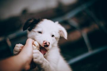 pertolongan pertama pada gigitan anjing yang tidak berbahaya