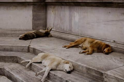 posisi tidur anjing