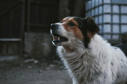 suara anjing