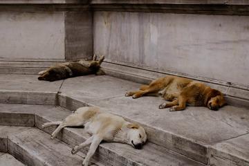 posisi ketika anjing tidur