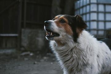 mengenal suara anjing dan jenisnya