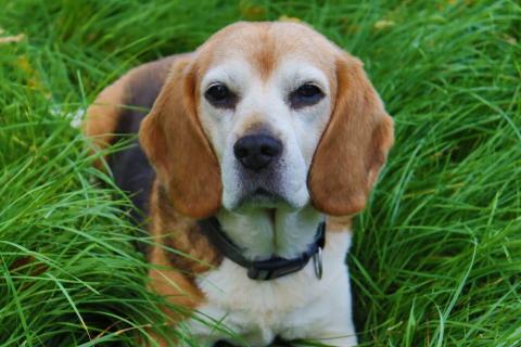 anjing beagle