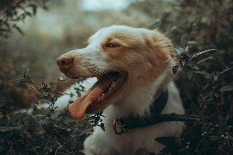 anjing melet