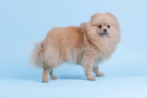 anjing pomeranian