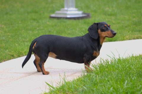 anjing tekel dachshund