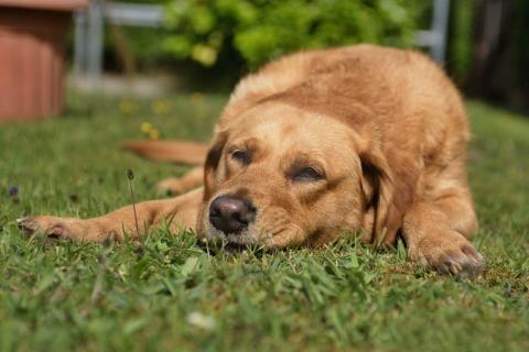 distemper pada anjing