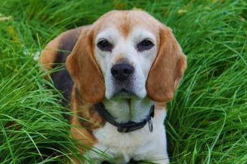 karakteristik anjing beagle