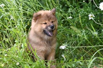 karakteristik anjing chow chow