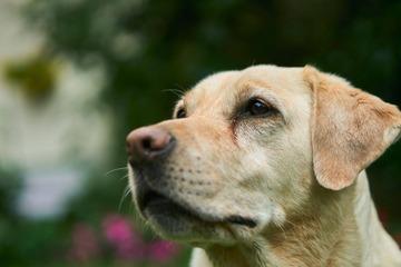 karakteristik anjing labrador