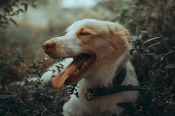 arti seputar anjing melet