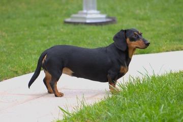 karakteristik anjing tekel dachshund