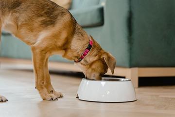obat untuk anjing yang tidak mau makan dan muntah muntah