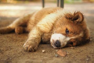 parvovirus pada anjing